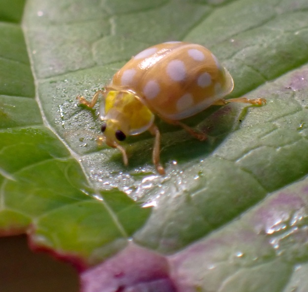 Orange ladybird ex P9300290_edited.jpg