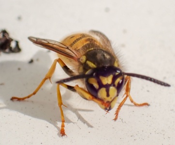 German wasp (Vespula germanica) Kenneth Noble