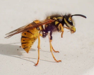 German wasp (Vespula germanica) Kenneth Noble