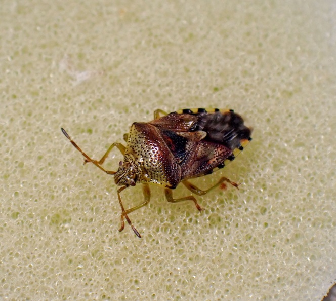 Surrey, October 2023 parent bug ex PA030036_edited.jpg
