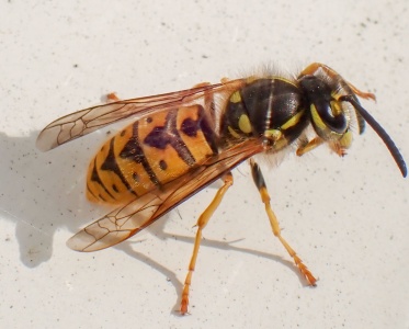 German wasp (Vespula germanica) Kenneth Noble