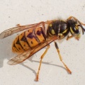 German wasp (Vespula germanica) Kenneth Noble