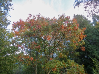 pin oak (Quercus palustris) Kenneth Noble