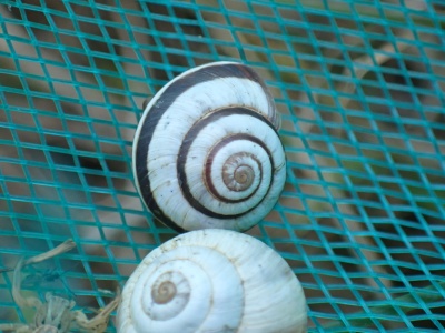 striped snail (Cernuella virgata) Kenneth Noble