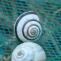 striped snail (Cernuella virgata) Kenneth Noble