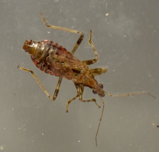Ant damsel bug (Himacerus mirmicoides) Kenneth Noble