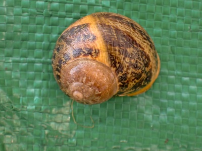 Common garden snail (Cornu aspersum) Kenneth Noble