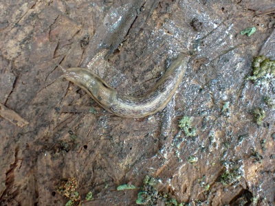 Tree slug  (Lehmannia marginata) Kenneth Noble