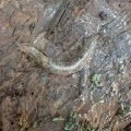 Tree slug  (Lehmannia marginata) Kenneth Noble