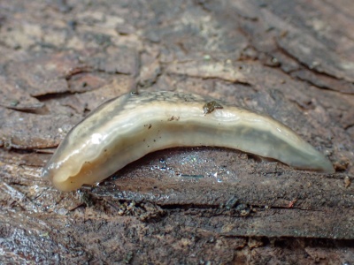 Tree slug  (Lehmannia marginata) Kenneth Noble