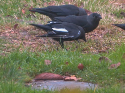 Jackdaw (Coloeus monedula) Kenneth Noble