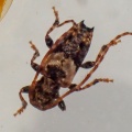 Lesser Thorn-tipped Longhorn Beetle (Pogonocherus hispidus) Kenneth Noble