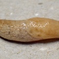 Deroceras (Deroceras) reticulatum (Netted Field slug) Kenneth Noble