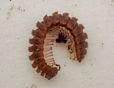 Polydesmus millipede - Kenneth Noble