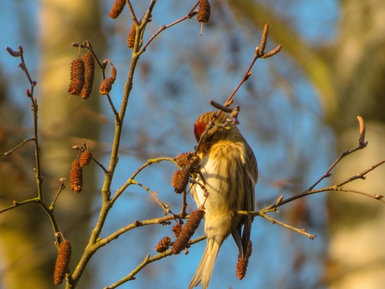Lesser redpoll IMG_22111_edited.jpg