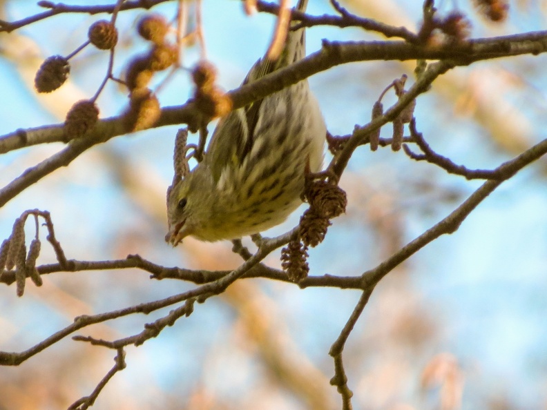 Siskin ex IMG_22171_edited.jpg