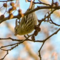 Siskin (Carduelis spinus) Kenneth Noble