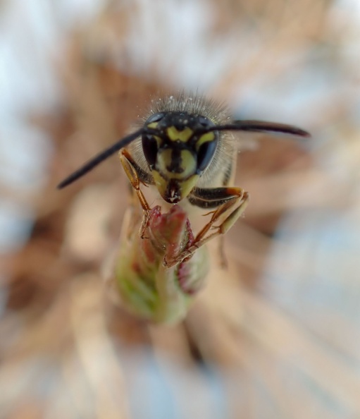 Common wasp P2100590_edited.jpg