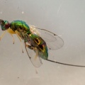 Torymus wasp (female) Kenneth Noble