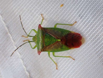 hawthorn shieldbug (Acanthosoma haemorrhoidale) Kenneth Noble