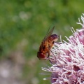 Phasia hemiptera - Kenneth Noble
