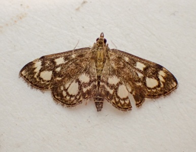 Anania coronata - Kenneth Noble