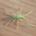 southern oak bush-cricket (Meconema meridionale) Kenneth Noble