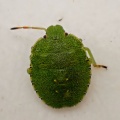 Green shieldbug (Palomena prasina) Kenneth Noble