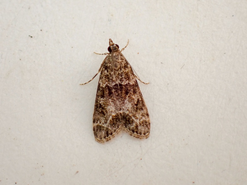 Eudonia mercurella P8041768_edited.jpg