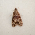Eudonia mercurella - Kenneth Noble