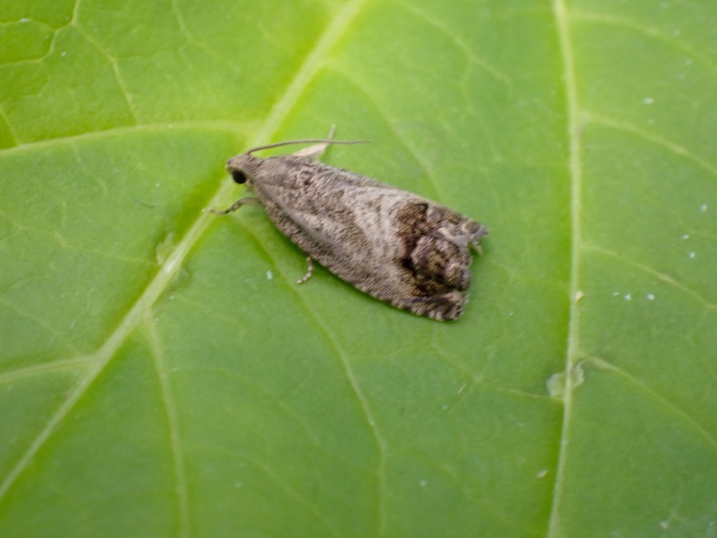Cydia splendana P8031718_edited.jpg