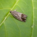 Cydia splendana - Kenneth Noble