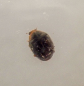 Oak Scymnus (Scymnus auritus) Kenneth Noble