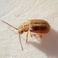 Guelder rose leaf beetle (Pyrrhalta viburni) Kenneth Noble