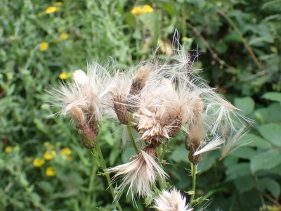 Creeping Thistle (Cirsium arvense) Kenneth Noble