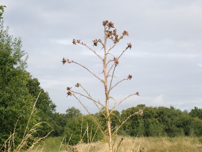 Marsh Thistle  P8100026.JPG