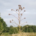 Marsh Thistle (Cirsium palustre) Kenneth Noble
