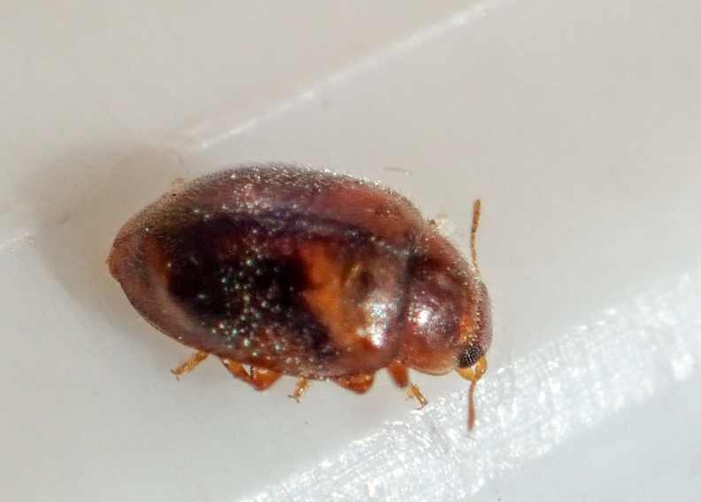 Rhyzobius chrysomeloides P8150157_edited_edited.jpg