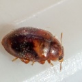 Rhyzobius chrysomeloides - Kenneth Noble
