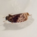 Apotomis betuletana - Kenneth Noble