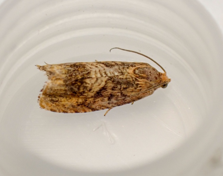 Cydia amplana P8240312_edited.jpg