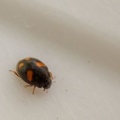 Nephus quadrimaculatus (Ivy Ladybird) Kenneth Noble