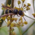 Mason wasp (Ancistrocerus sp) Kenneth Noble