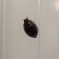 Stethorus pusillus (Dot ladybird) Kenneth Noble
