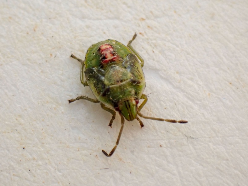 Juniper shieldbug P9130635_edited.jpg
