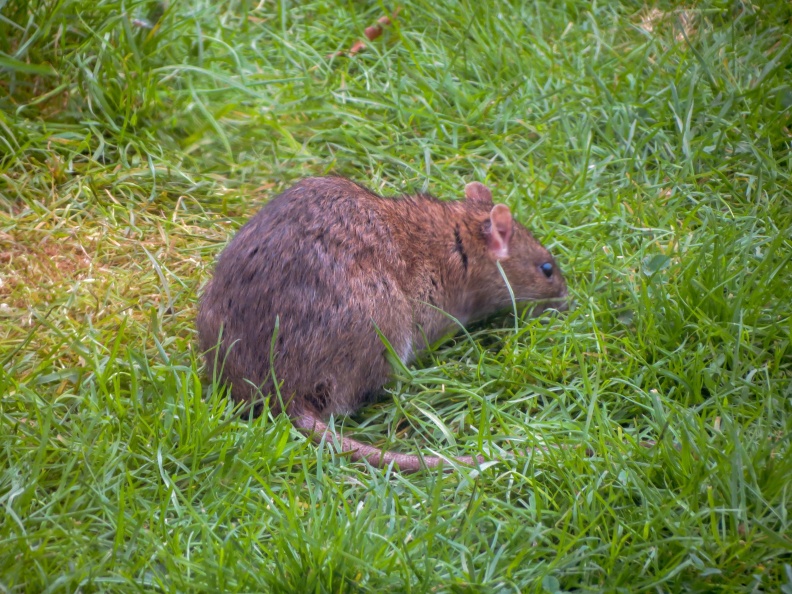 Rat IMG_23626_edited.jpg