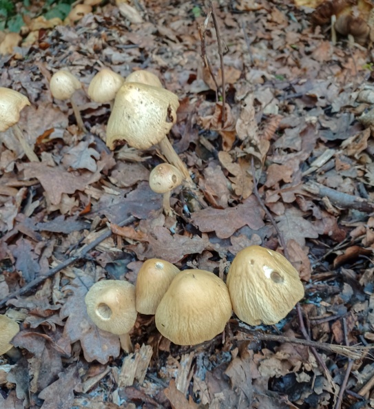Agrocybe rivulosa 20241115_152744_edited.jpg