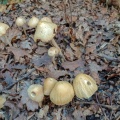 Wrinkled fieldcap (Agrocybe rivulosa) Kenneth Noble