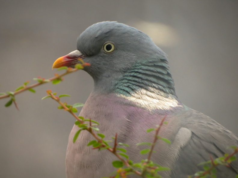 Woodpigeon IMG_23698_edited.jpg