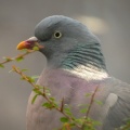 Woodpigeon (Columba palumbus) Kenneth Noble
